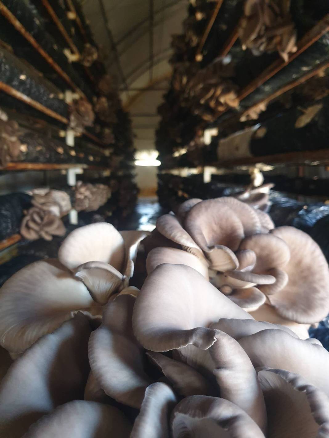 Köyünde sıfırdan sistem kurdu: Yılda 1 milyon 400 bin TL kazanıyor! Para oluk oluk akıyor, yatırım dediğin böyle olur 4